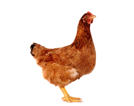 [31318] Polla Levantada San Marino